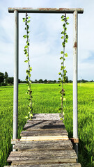 Landscape view of rice field at daytime. Summer breeze at the green field. Lovely swing on wood platform.