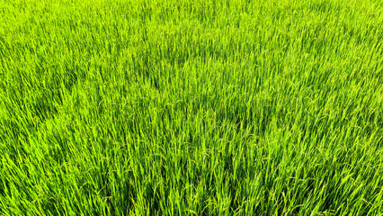 Landscape view of rice field at daytime. Summer breeze at the green field. Rice field wallpaper.