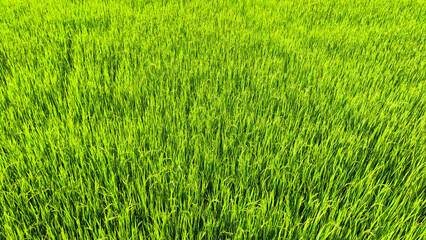 Landscape view of rice field at daytime. Summer breeze at the green field. Rice field wallpaper.