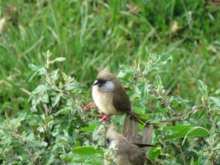 Pájaro en Aberdare. Kenia
