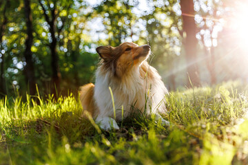 Happy sheepdog walking in a summer park during sunset