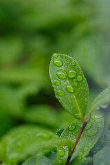 雨上がりで水玉が付いた葉っぱたち