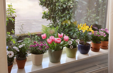 Fototapeta na wymiar Many beautiful blooming potted plants on windowsill indoors