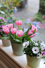 Many beautiful blooming potted plants on windowsill indoors