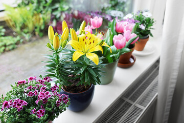 Many beautiful blooming potted plants on windowsill indoors