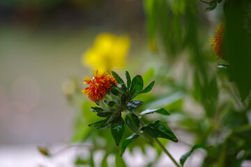 東京赤坂にある氷川神社の手水舎に飾られた生け花