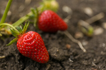 Strawberry plant with red fruits on ground outdoors, closeup