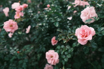 pink rose bush