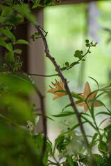 東京赤坂にある氷川神社の手水舎に飾られた百合の花