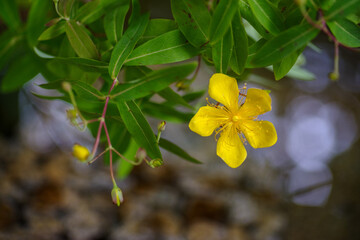 東京赤坂にある氷川神社の手水舎に飾られたビヨウヤナギ