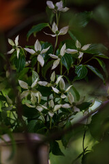 東京赤坂にある氷川神社の手水舎に飾られたヤマボウシ