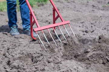 A farmer in jeans digs the ground with a red fork-shaped shovel. A miracle shovel, a handy tool....