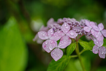 淡い色のガクアジサイの雨上がりの様子