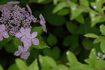淡い色のガクアジサイの雨上がりの様子