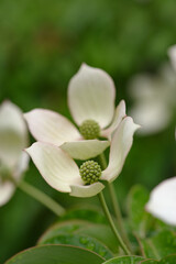 東京赤坂にある東京ミッドタウンでヤマボウシが最盛期を迎える