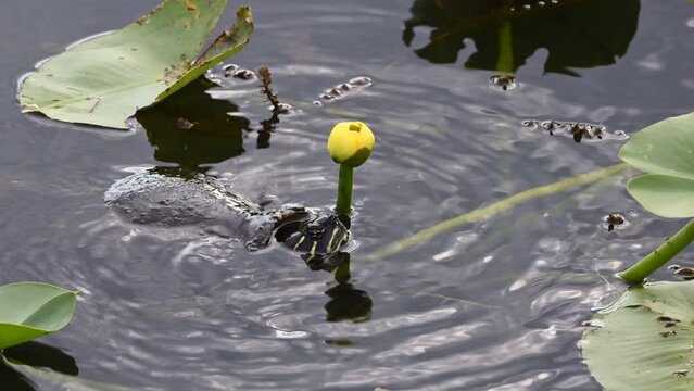Florida red-bellied cooter or Florida redbelly turtle (Pseudemys nelsoni) trying to eat from a yellow pond-lily (Nuphar variegata) bud , Everglades, Florida.