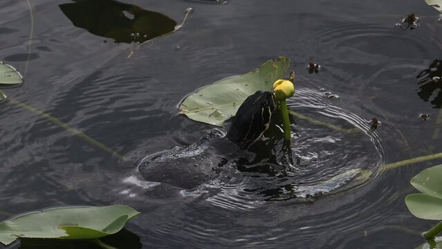 Florida red-bellied cooter or Florida redbelly turtle (Pseudemys nelsoni) trying to eat from a yellow pond-lily (Nuphar variegata) bud , Everglades, Florida.