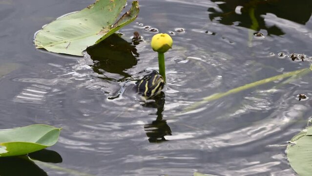 Florida red-bellied cooter or Florida redbelly turtle (Pseudemys nelsoni) trying to eat from a yellow pond-lily (Nuphar variegata) bud , Everglades, Florida.