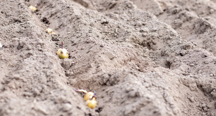 Sprouted potato tuber in the ground when planting. Selective focus. Early spring preparation for the garden season. Potato tuber close-up in a hole in the ground. Seed potatoes. Seasonal work.