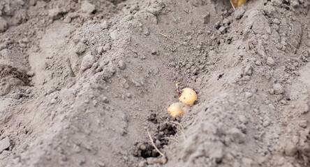 Sprouted potato tuber in the ground when planting. Selective focus. Early spring preparation for...