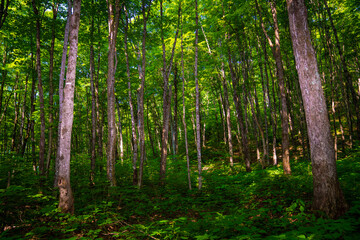 bamboo forest in spring