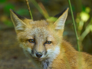 Red fox on the grass close-up view animal smiles 