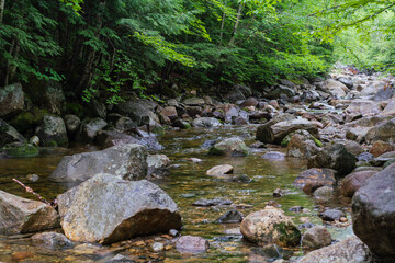 stream in the forest