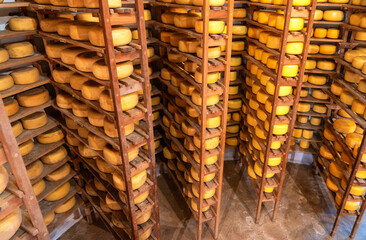 processed round cheese blocks curing on wooden shalving