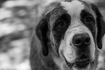 black and white dog