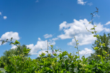 grass and blue sky