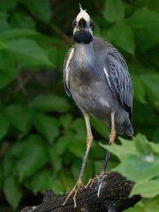 Yellow-crowned Night-Heron