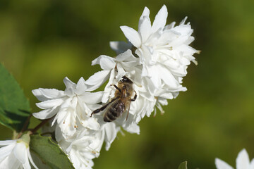 Western honey bee or European honey bee (Apis mellifera) on white flowers of the shrub Deutzia of the family Hydrangeaceae. In spring in a Dutch garden.   ......