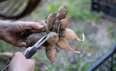 The gardener sorts out dahlia tubers. Plant root care. Dahlia tubers on the ground before planting. Planting a sprouted dahlia tuber with shoots in a spring flower garden.