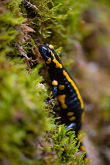 Fire salamander (Salamandra salamandra) is the best-known salamander species in Europe. Macro close up of black and yellow amphibian in wet green moss near &ldquo;Urbacher Wasserfall&ldquo; cascade in Germany.