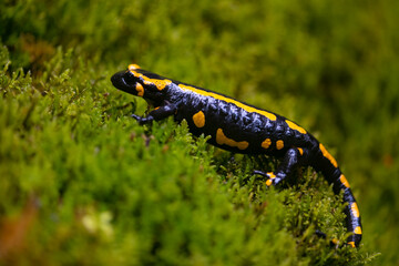 Fire salamander (Salamandra salamandra) is the best-known salamander species in Europe. Macro close up of black and yellow amphibian in wet green moss near “Urbacher Wasserfall“ cascade in Germany.