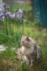 Naklejka na ściany i meble Photo of a beautiful gray cat in a spring garden.