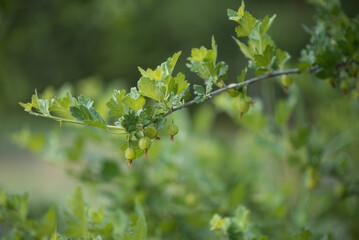Photo of a green gooseberry branch in the garden.