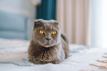 Beautiful grey Scottish cat on the bed in the bedroom