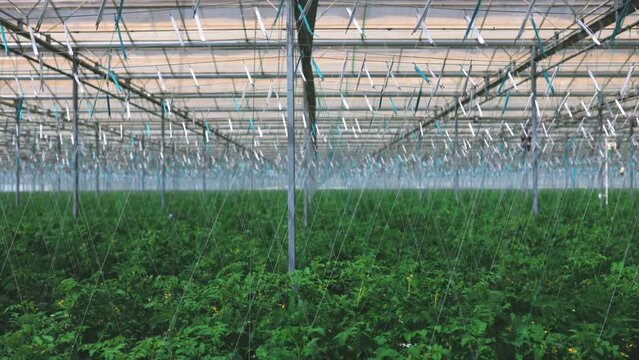 Aerial footage above growing tomato in the greenhouse with high tech technology. Two sections of rose beds in greenhouse.