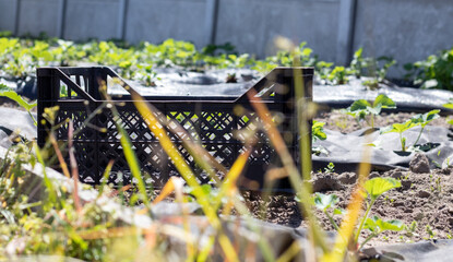 Plastic empty black boxes stacked together for plants or harvest. On a sunny day in early spring. Gardening concept. Household crop collection and storage boxes standing in the backyard.