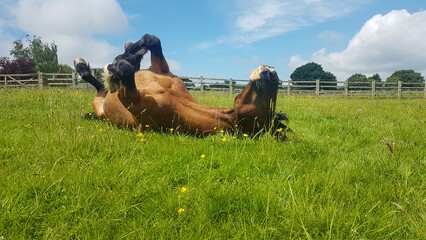 Beautiful bay horse happily rolling in the grass on a Spring day in rural Shropshire, scratching an itch that it can’t reach and enjoying itself so much as it does.