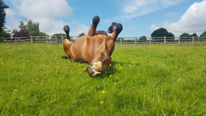Beautiful bay horse enjoying rolling on grass in her field in rural Shropshire, appearing to be smiling happily as she scratches an itch and has fun rolling around, 