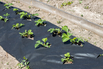 Neat long beds of strawberries covered with black agrofibre. A green strawberry plant in a dark black spunbond hole in the ground. Application of modern technologies for growing strawberries.