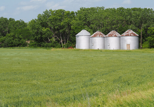 Grain bins standing in wheat field as the Kansas 2022 crop ripens. 