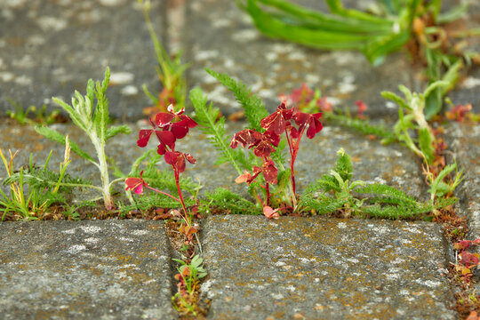 Oxalis Spiralis, Spiral Sorrel, Is Plant Of Genus Oxalis, Member Of Wood Sorrel Family Oxalidaceae.