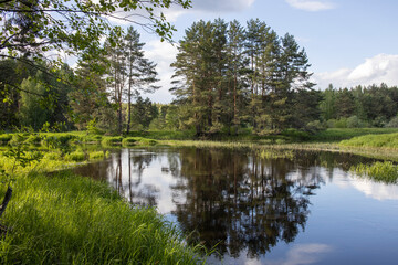 Obraz premium Bright sunny landscape near the river. The sun's rays illuminate the young greens.