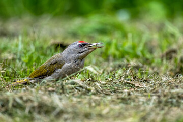 A woodpecker feeding in an anthill. Grey-headed woodpecker, Picus canus.