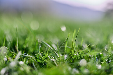 Leaves of green young grass on the background of the alpine mountains, a spring landscape close-up