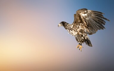 Eagle Bird or griffon on sky background