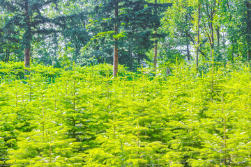 Natural panorama view with pathway green plants trees forest Germany.